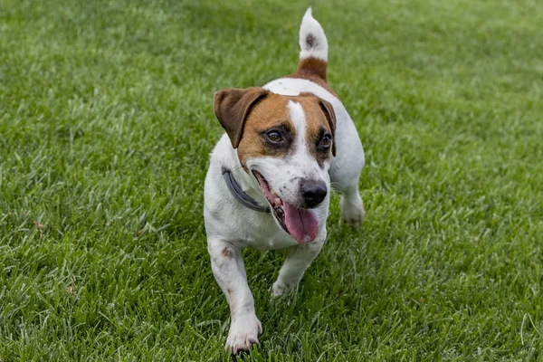 Chiot chiot pure race jack russell — Photo