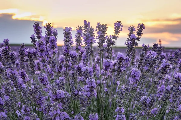 Lavanda florescente ao pôr-do-sol — Fotografia de Stock