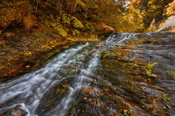 Wilder Wald im Herbst — Stockfoto