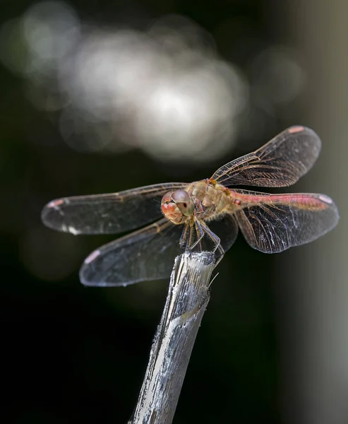 Macro con libélula —  Fotos de Stock