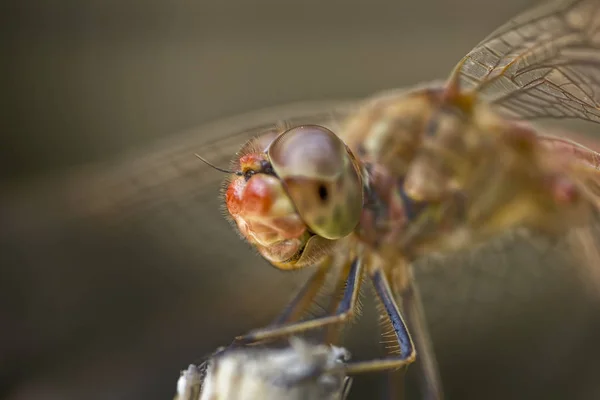 Macro extrema de la libélula —  Fotos de Stock