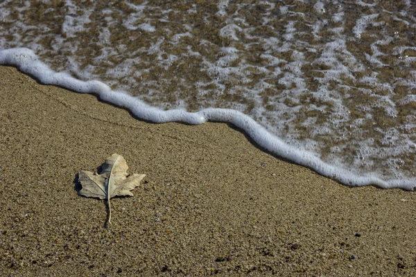 Herfstblad in een zand. — Stockfoto