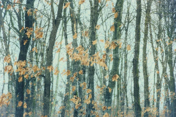 Wald im Winter. Kunst — Stockfoto
