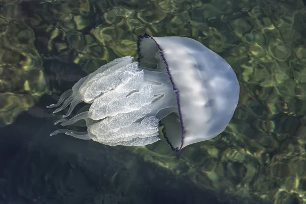 Hermosas medusas nadando en el mar . — Foto de Stock