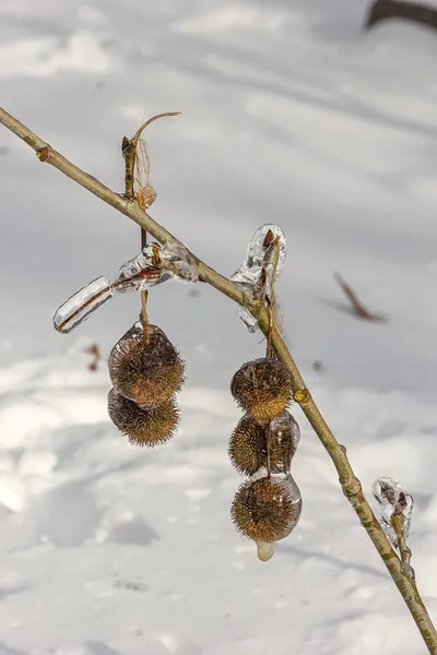 Planta recubierta de hielo . — Foto de Stock