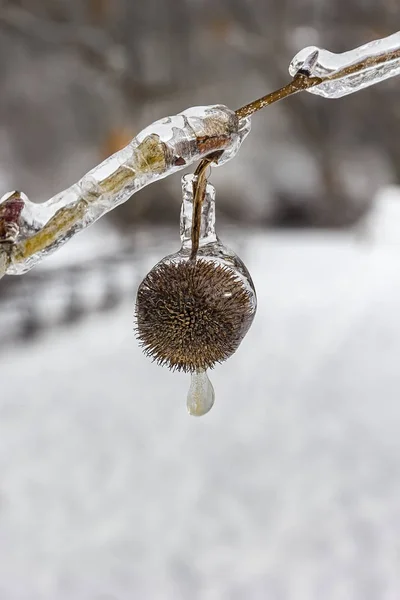 Beautiful frozen plant. — Stock Photo, Image