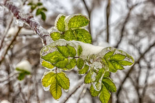 Pokryta lodem roślina. — Zdjęcie stockowe