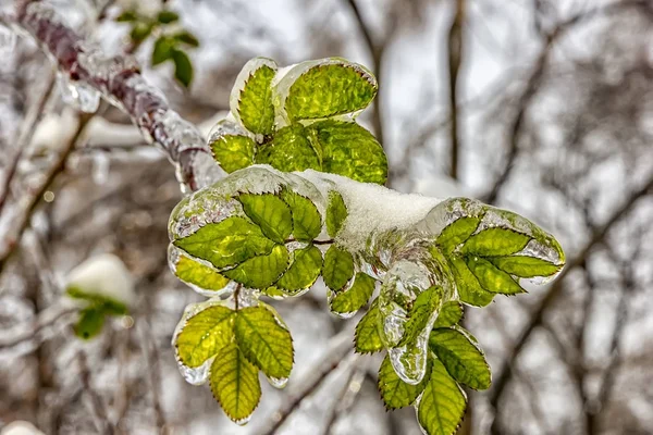 Planta recubierta de hielo . — Foto de Stock