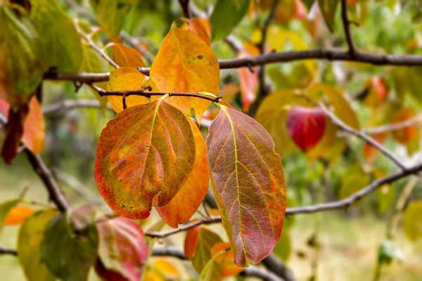Beautiful colorful leaves — Stock Photo, Image