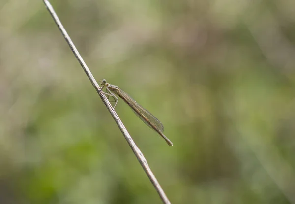 Libelle in der Natur. — Stockfoto