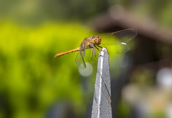 Hermosa libélula en la planta . —  Fotos de Stock