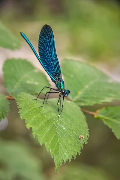 A libélula azul senta-se em uma folha — Fotografia de Stock