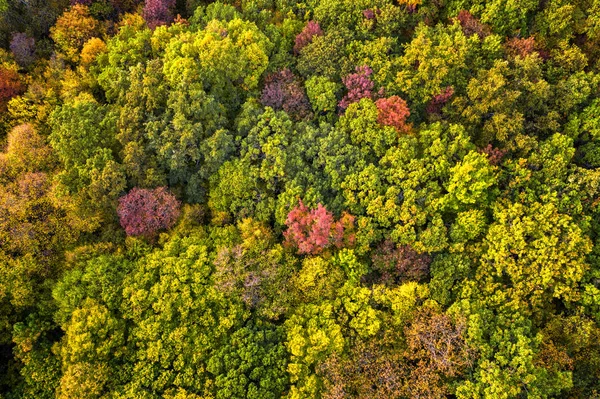 Autumn color forest.