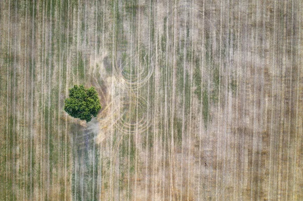 Un árbol solitario —  Fotos de Stock