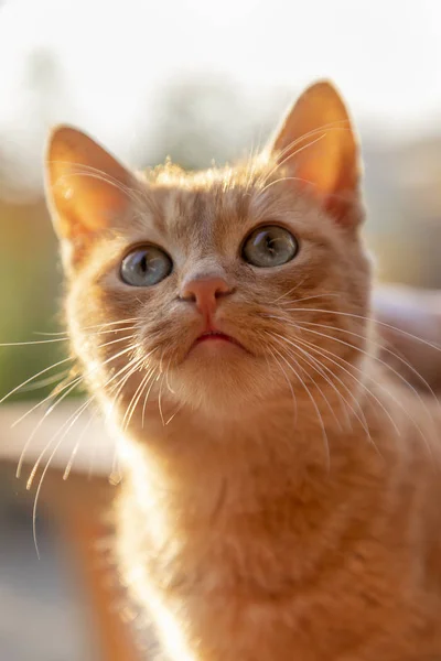 Curiosidade gato — Fotografia de Stock