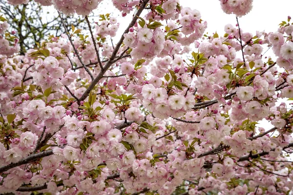 Árvore de flor de cereja — Fotografia de Stock