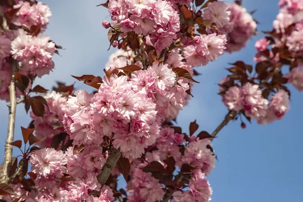 Árvore de flor de cereja — Fotografia de Stock