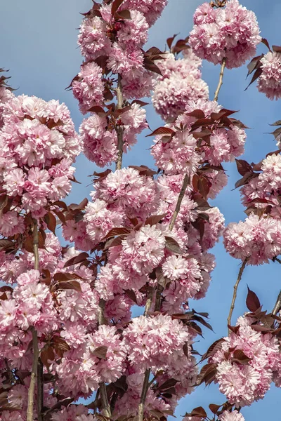 Wiśniowe drzewo kwitnące — Zdjęcie stockowe