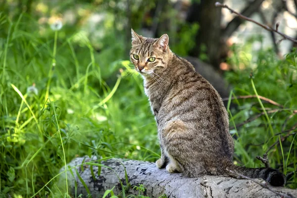 Дикая кошка — стоковое фото