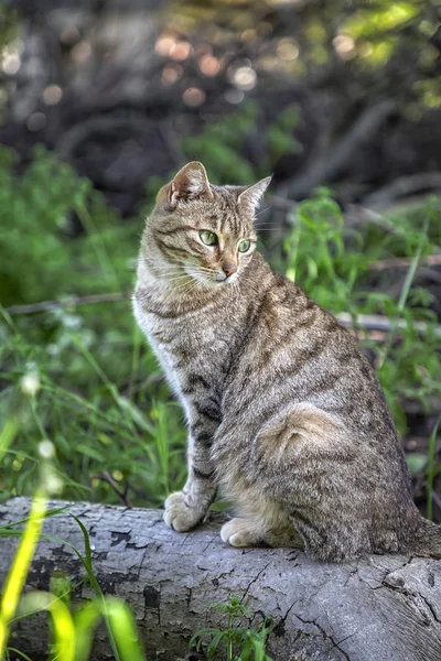 Güzel vahşi kedi portresi — Stok fotoğraf