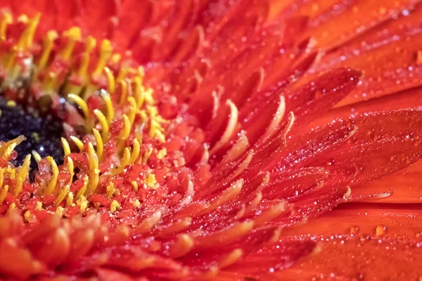 Kırmızı gerbera — Stok fotoğraf