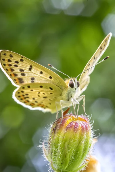 Erstaunlicher Schmetterling — Stockfoto
