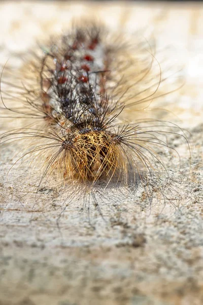 Волосатая гусеница — стоковое фото