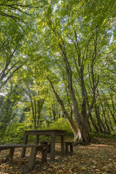 Padok Asztal Gyönyörű Erdőben Pihenésre Függőleges Nézet — Stock Fotó