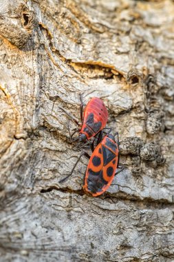 Avrupa Ateş Böceği 'nin (Pyrrhocoris apterus) ilkbaharda ahşap bir kabukta kapanışı, üreme mevsiminde bir eş aramak, dikey görünüm