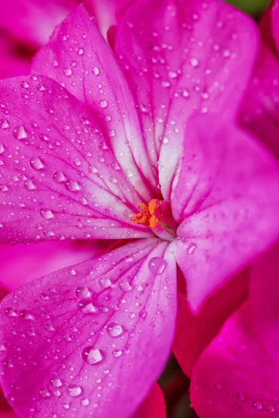 Vue Rapprochée Une Belle Fleur Rouge Avec Rosée Matinale — Photo
