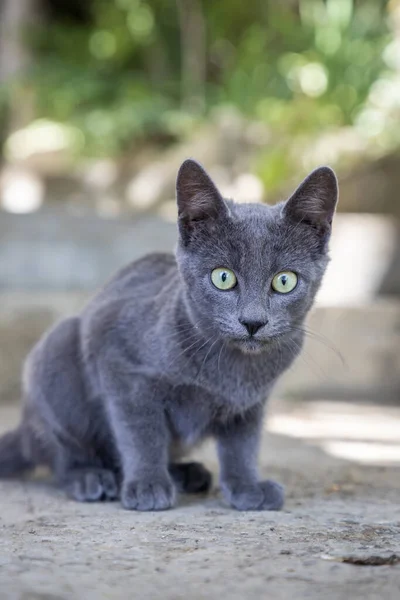 Küçük Gri Kedi Korkmuş Görünüyor — Stok fotoğraf