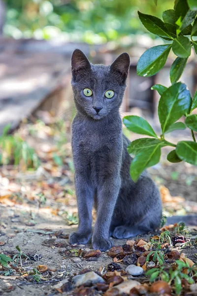 Portrait Chat Gris Mignon Avec Beaux Yeux Dans Jardin Vue — Photo