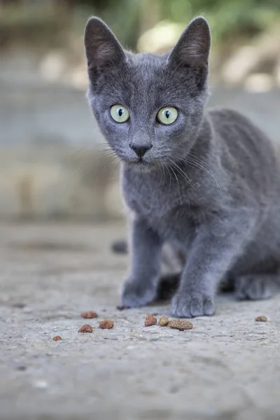 Küçük Gri Kedi Kuşkuyla Bakıyor — Stok fotoğraf