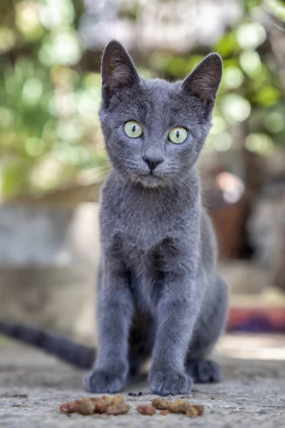 Portrait Chat Gris Mignon Avec Beaux Yeux Vue Verticale — Photo