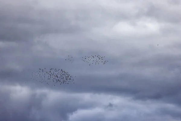 曇った空を南に飛ぶ鳥の群れ — ストック写真