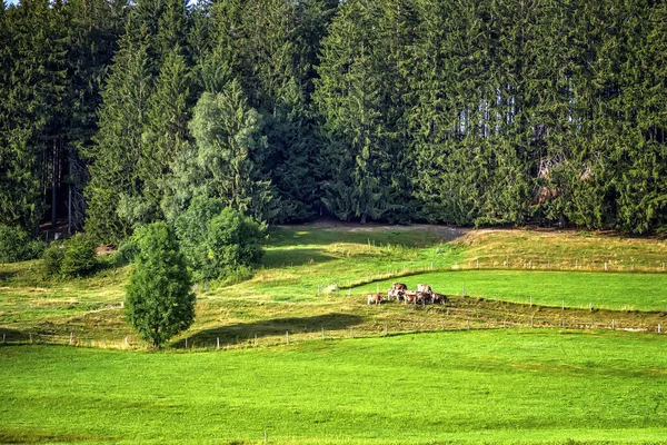 Bela Paisagem Montanhosa Com Vacas Pastando — Fotografia de Stock