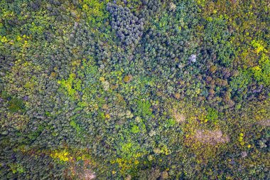 Sonbahar renk ormanı. Ormandaki renkli sonbahar ağaçlarının üzerindeki bir dronun hava görüntüsü..