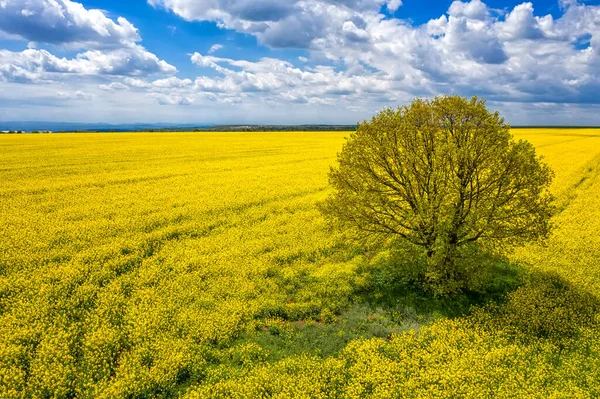 Campo Colza Belleza Con Árbol Solo — Foto de Stock