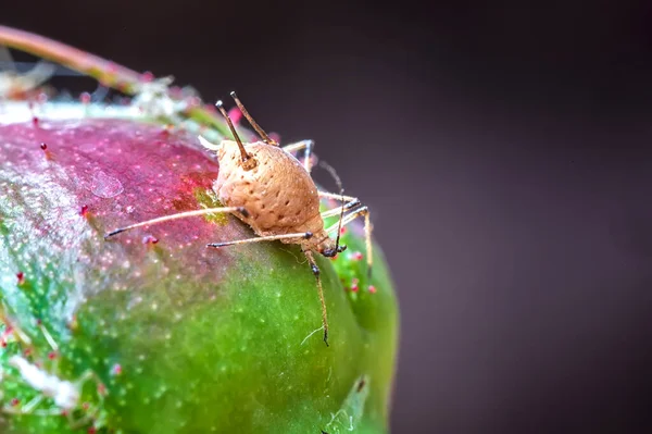 Macro Detalhado Surpreendente Afídio Planta — Fotografia de Stock