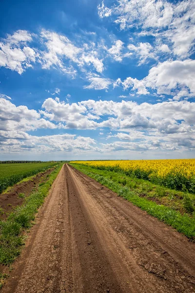 Scenic view on the country road between rapeseed and wheat fields. Vertical view