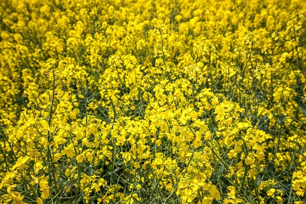 Bright Yellow Rapeseed Nature Background — Stock Photo, Image