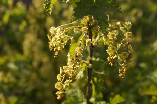 Somun çiçeği bahar bahçe