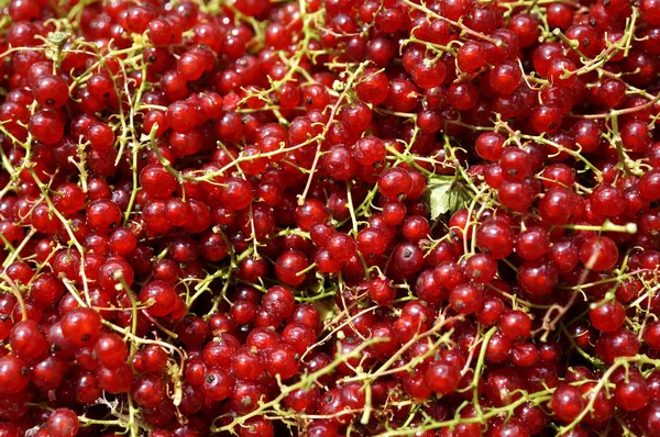 Shiny pile of ripe redcurrant berries Royalty Free Stock Photos