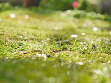 Parlak ve parlak yeşil çimen. Portre