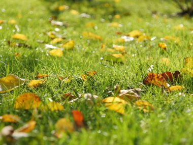 Parlak yeşil çim ile sonbahar yaprakları. Portre