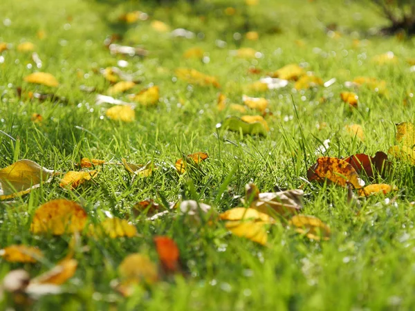 Shiny green grass with autumn leaves. Closeup Royalty Free Stock Images