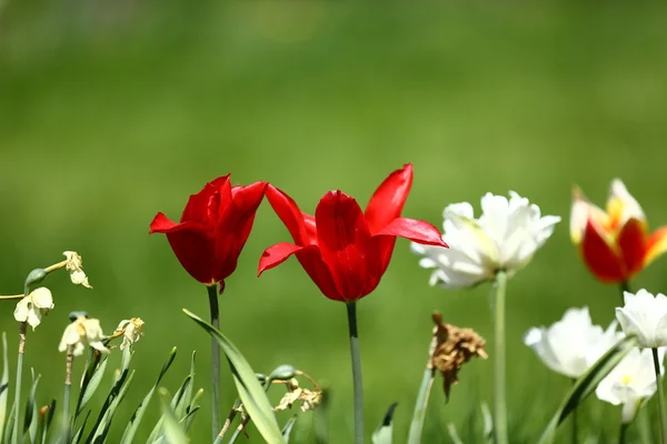 flowers, tulips, summer