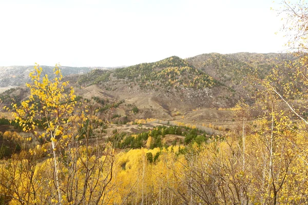 Outono floresta, outono, montanha, beleza, espécies de outono, outono nas montanhas — Fotografia de Stock