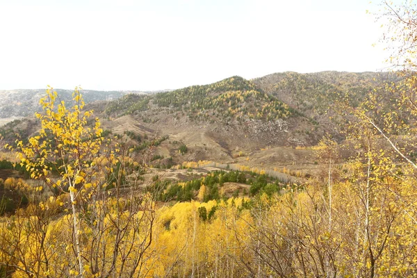 Automne forêt, automne, montagne, beauté, automne espèces, automne dans les montagnes — Photo