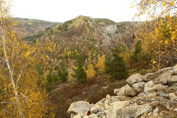 Foresta autunnale, autunno, montagna, bellezza, specie autunnali, autunno in montagna — Foto Stock